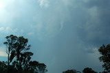 Tenterfield funnel picture