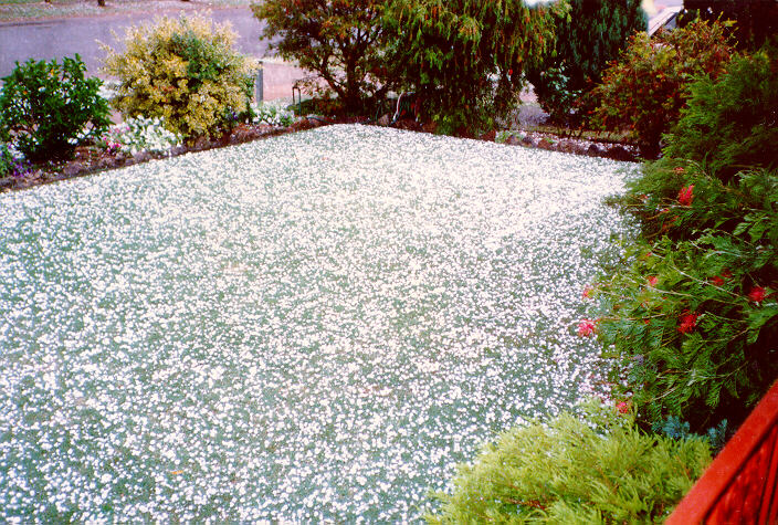 contributions received : Prospect, NSW<BR>Photo by Peter Brien   1 November 1988