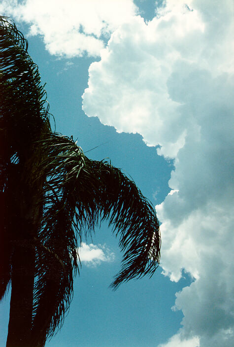 updraft thunderstorm_updrafts : Ballina, NSW   27 January 1991