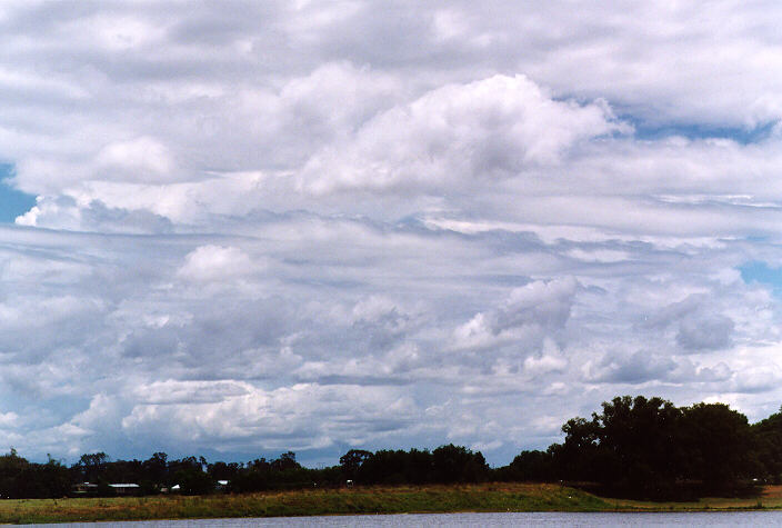 cumulus mediocris : Grafton, NSW   15 January 1998