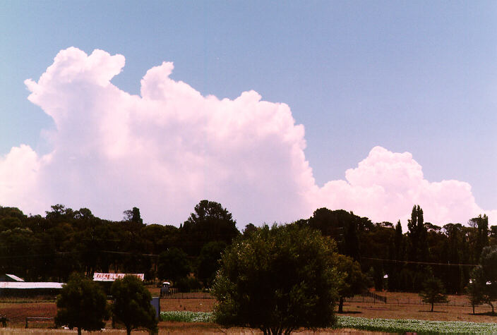 thunderstorm cumulonimbus_calvus : east of Armidale, NSW   19 January 1998