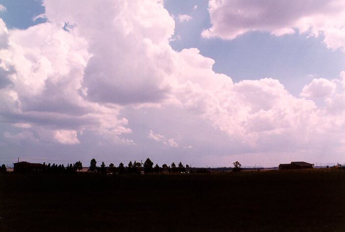 cumulus mediocris : near Singleton, NSW   20 January 1998