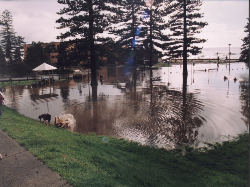 contributions received : Collaroy, NSW<BR>Photo by Paul Davids   1 August 1998