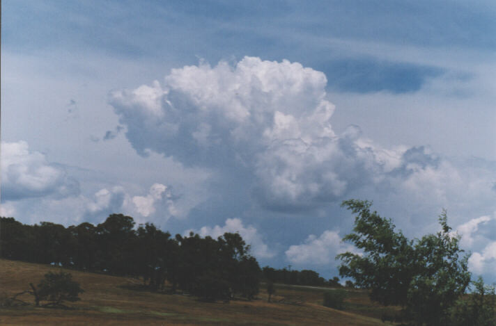 cumulus mediocris : west of Lithgow, NSW   26 December 1998