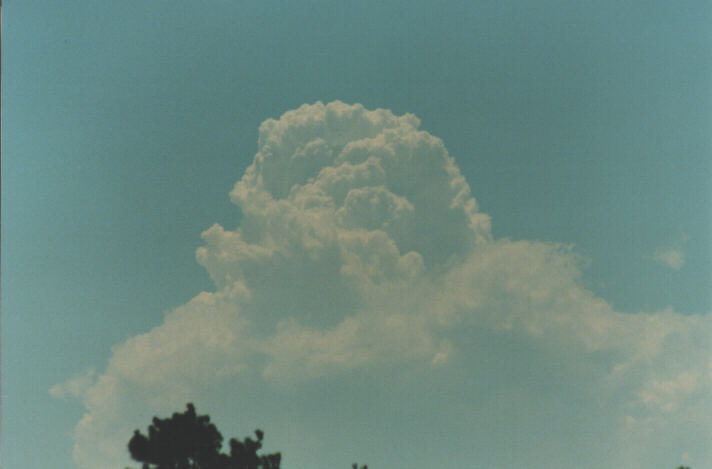 thunderstorm cumulonimbus_calvus : Kemps Creek, NSW   19 January 1999