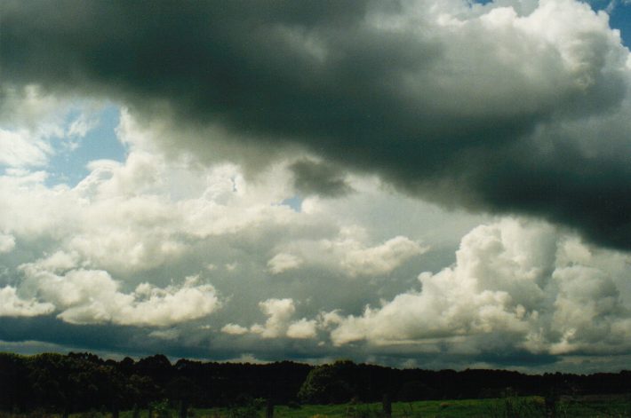 cumulus congestus : Rous, NSW   7 September 1999