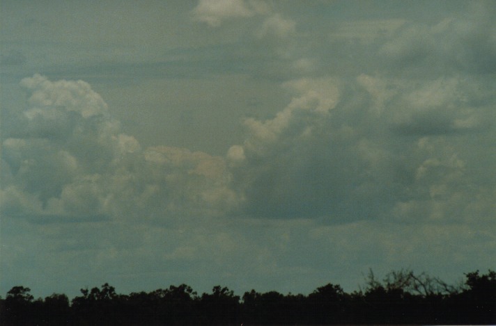 cumulus congestus : S of Cunumulla, Qld   27 November 1999