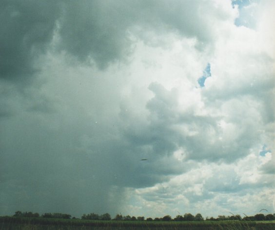 cumulus congestus : Tuckarimba, NSW   5 January 2000