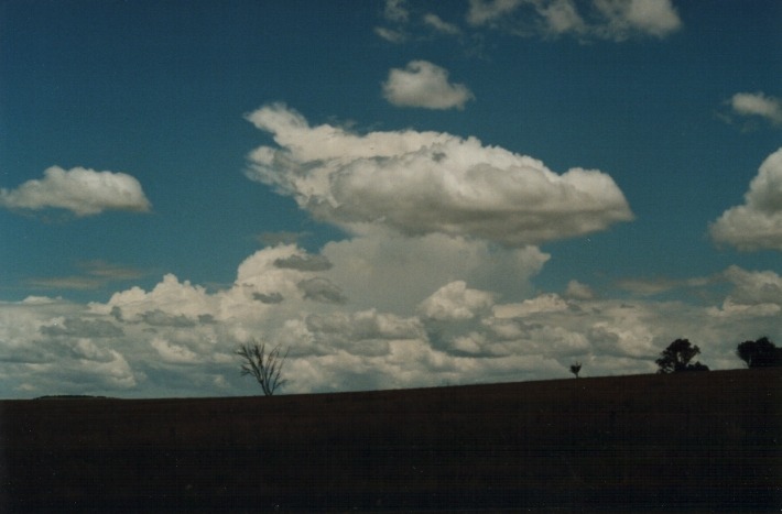 cumulus mediocris : S of Uralla, NSW   17 January 2000