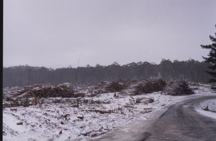 contributions received : Shooters Hill, NSW<BR>Photo by Jeff Brislane   28 May 2000