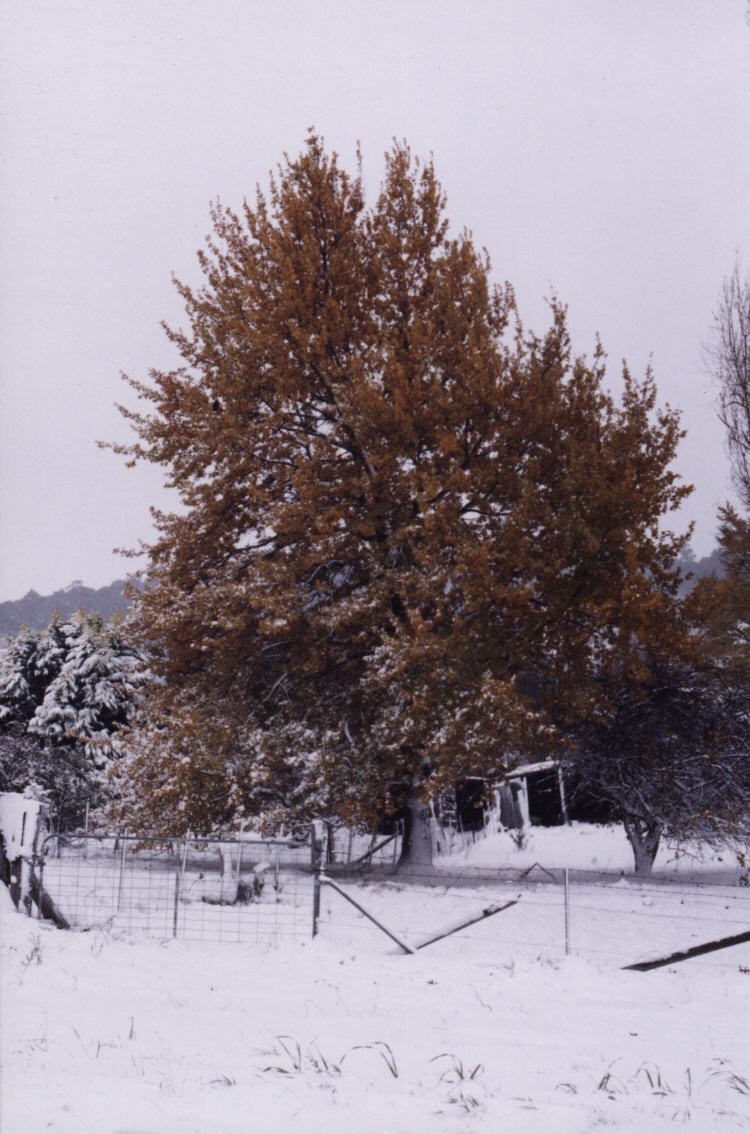 contributions received : Oberon, NSW<BR>Photo by Jeff Brislane   29 May 2000