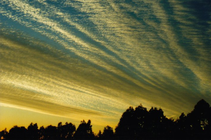 favourites michael_bath : McLeans Ridges, NSW   30 May 2000