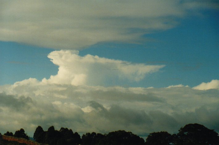 cumulus congestus : McLeans Ridges, NSW   26 June 2000