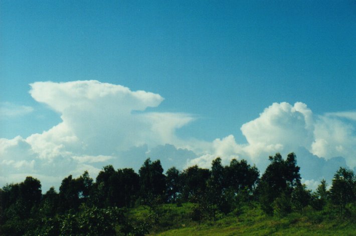 thunderstorm cumulonimbus_incus : McLeans Ridges, NSW   5 July 2000