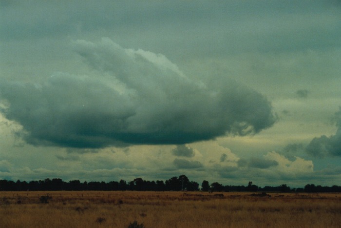 thunderstorm cumulonimbus_calvus : Narrabri, NSW   10 July 2000