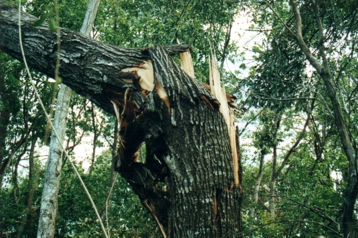 disasters storm_damage : Mount Warning, NSW   11 November 2000