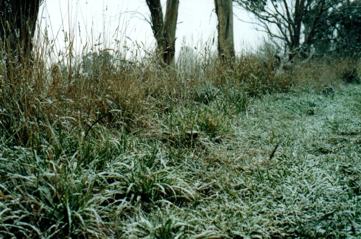 snow snow_pictures : Ben Lomond, NSW   8 July 2001