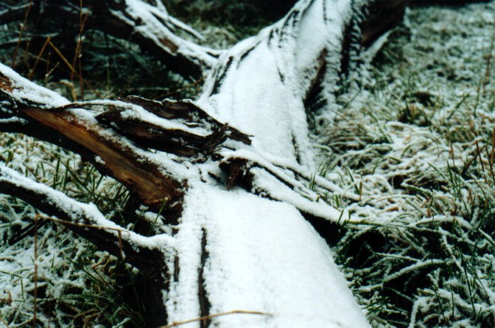 snow snow_pictures : Ben Lomond, NSW   8 July 2001