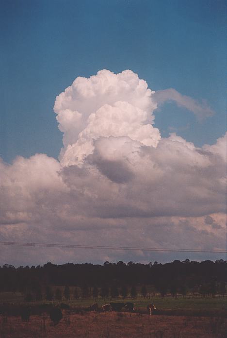 thunderstorm cumulonimbus_calvus : Morpeth, NSW   3 October 2001