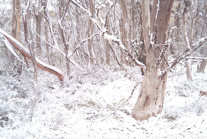 snow snow_pictures : Brindabella Ranges, NSW   7 October 2001