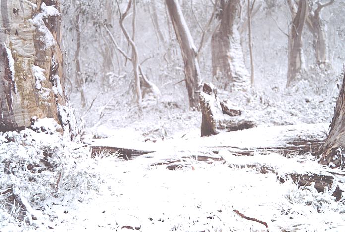 snow snow_pictures : Brindabella Ranges, NSW   7 October 2001