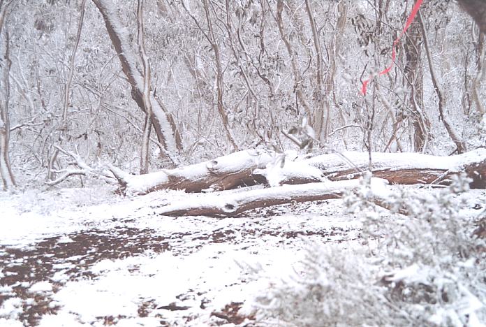 snow snow_pictures : Brindabella Ranges, NSW   7 October 2001