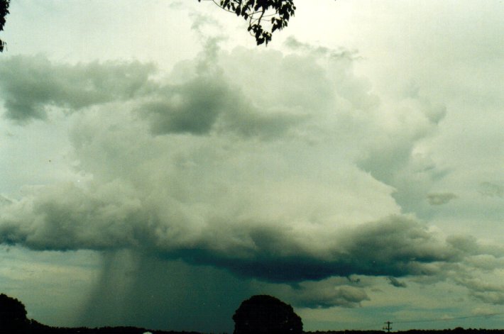 cumulus congestus : near Lismore, NSW   11 November 2001