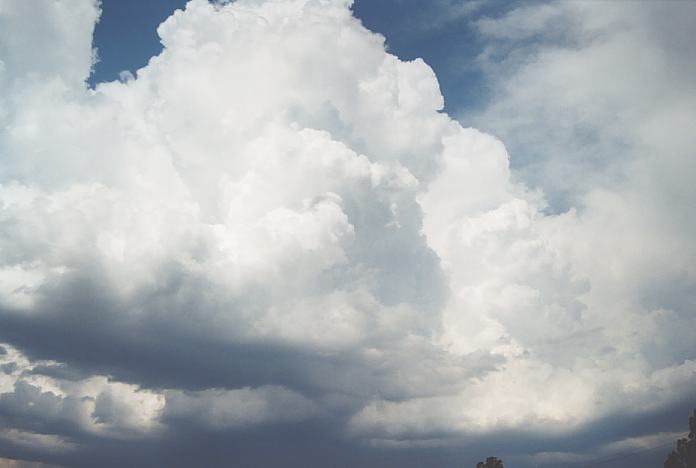 thunderstorm cumulonimbus_calvus : Repton, NSW   4 December 2001