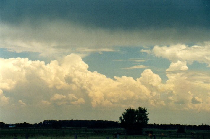 cumulus congestus : N of Casino, NSW   30 December 2001