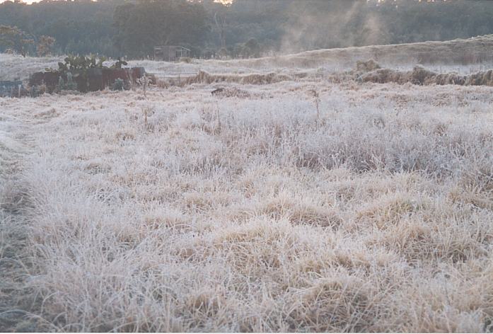 fogmist fog_mist_frost : Schofields, NSW   12 July 2002