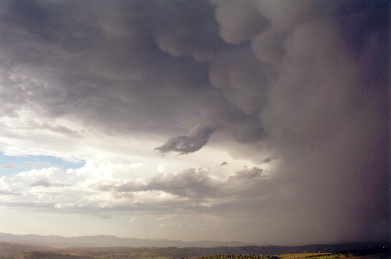 favourites michael_bath : McLeans Ridges, NSW   23 September 2002