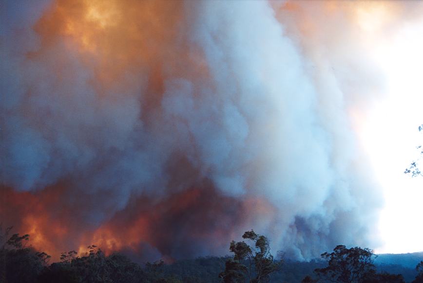 favourites jimmy_deguara : Glenorie, NSW   4 December 2002