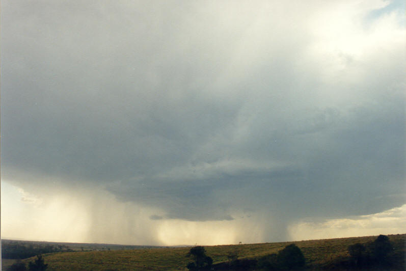 raincascade precipitation_cascade : Parrots Nest, NSW   8 January 2003