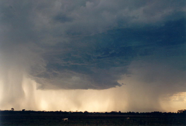 microburst micro_burst : Parrots Nest, NSW   8 January 2003