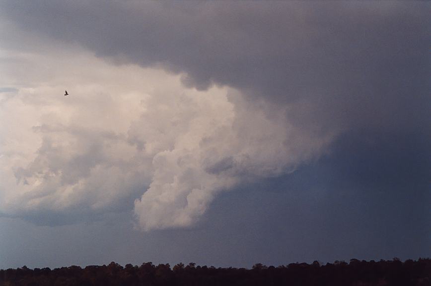 cumulonimbus thunderstorm_base : Schofields, NSW   12 February 2003