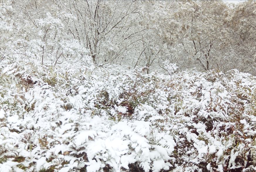 snow snow_pictures : Mt Bindo, NSW   26 July 2003