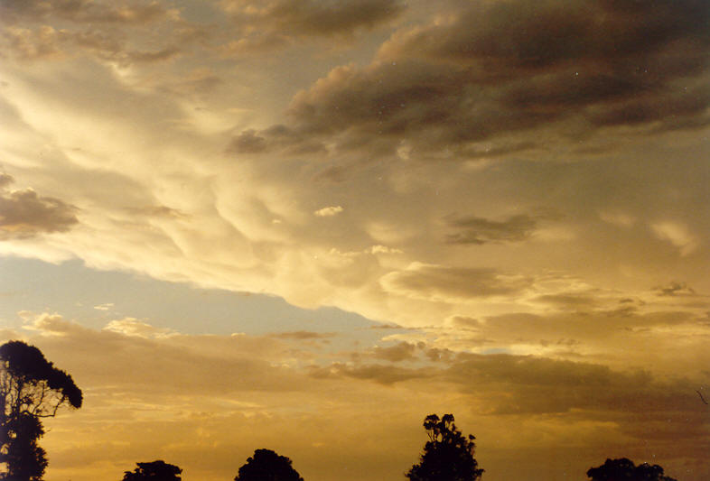 mammatus mammatus_cloud : McLeans Ridges, NSW   12 November 2003