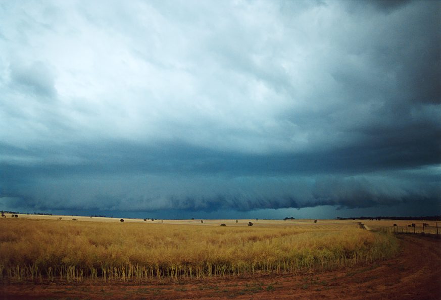 shelfcloud shelf_cloud : Temora, NSW   21 November 2003