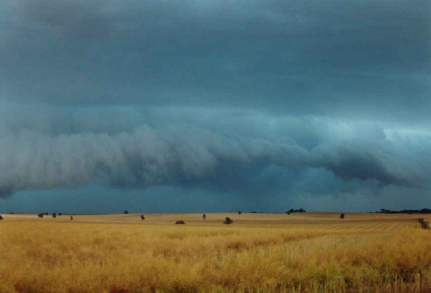 cumulonimbus thunderstorm_base : Temora, NSW   21 November 2003