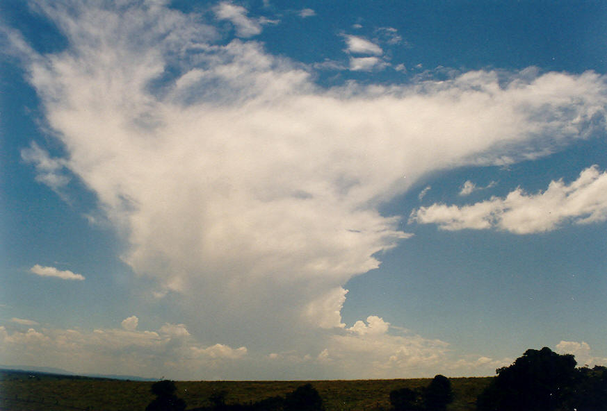 thunderstorm cumulonimbus_incus : Parrots Nest, NSW   24 January 2004