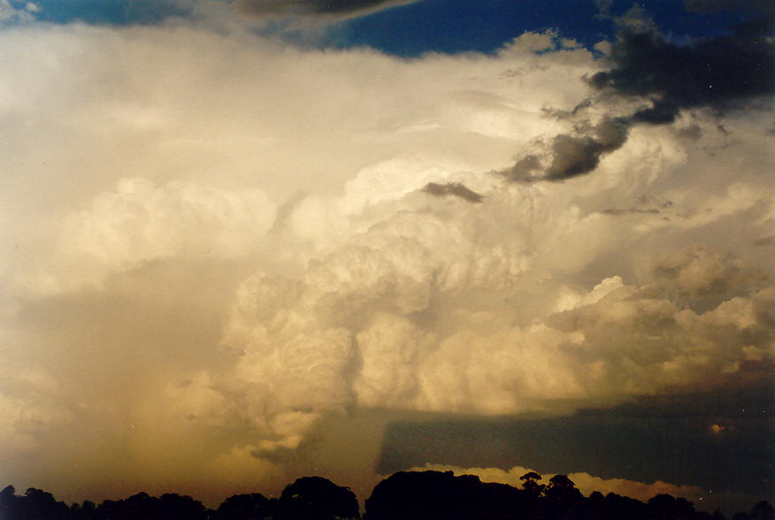 favourites michael_bath : McLeans Ridges, NSW   28 January 2004