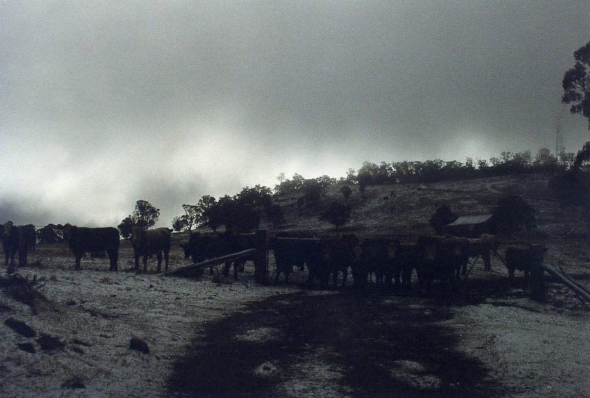 snow snow_pictures : Guyra, NSW   20 June 2004