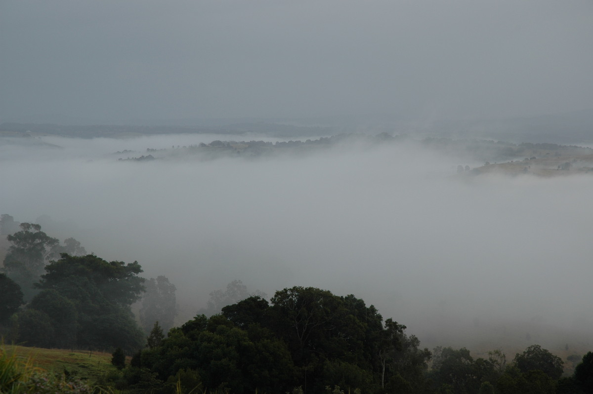 fogmist fog_mist_frost : McLeans Ridges, NSW   11 July 2004