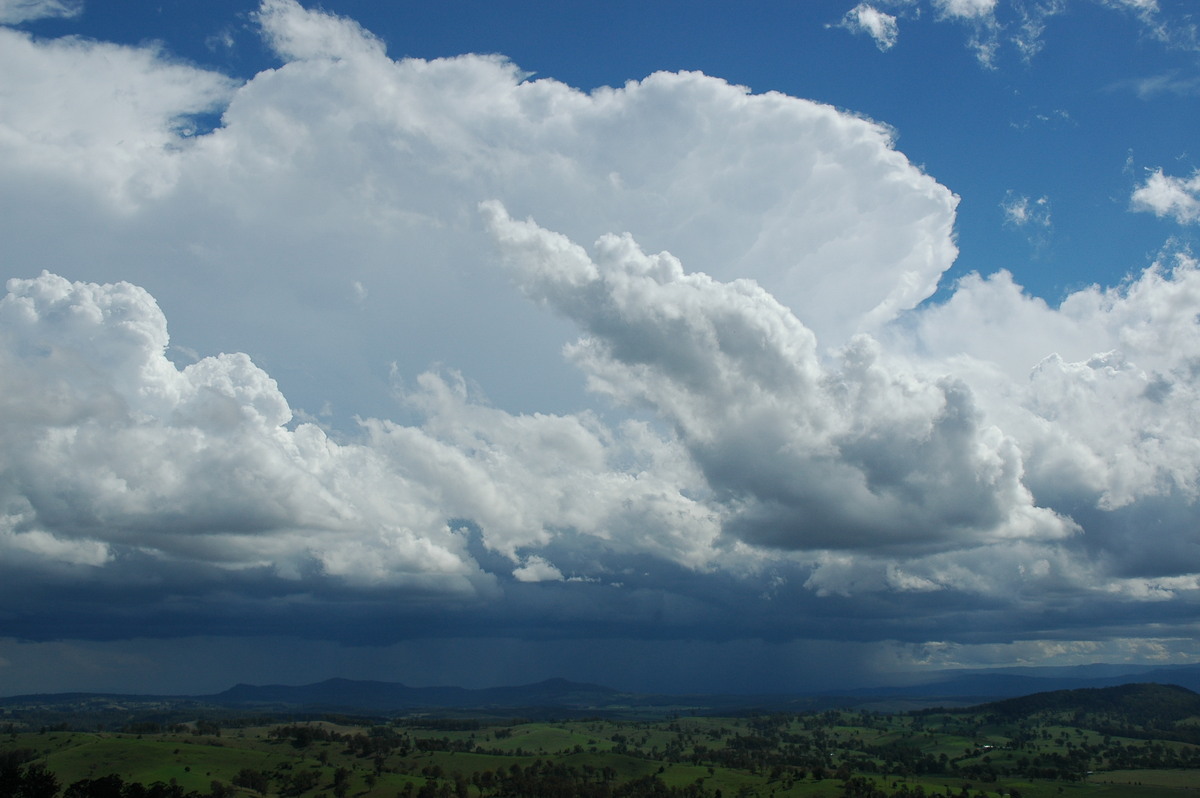 cumulus congestus : Mallanganee NSW   9 November 2004