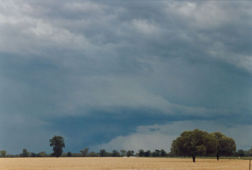 wallcloud thunderstorm_wall_cloud : 40km SW of Walgett, NSW   8 December 2004