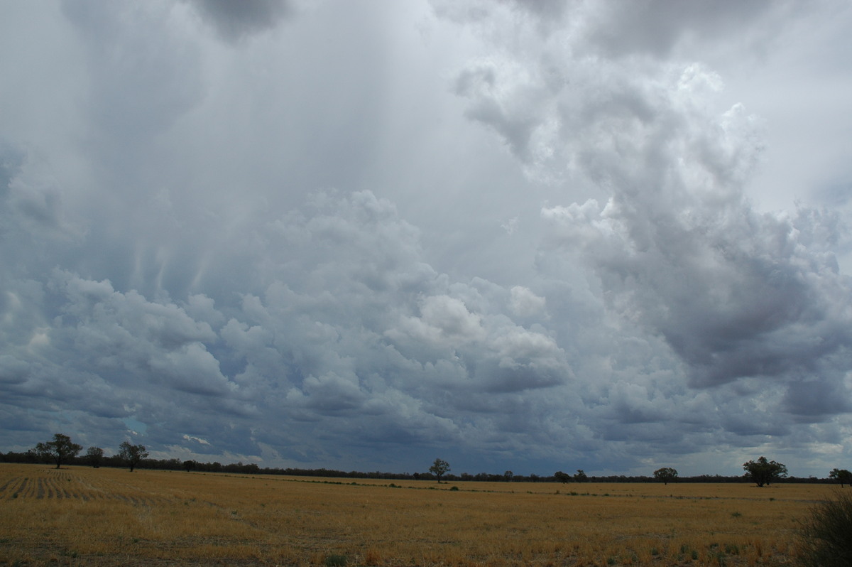 cumulus mediocris : W of Walgett, NSW   8 December 2004