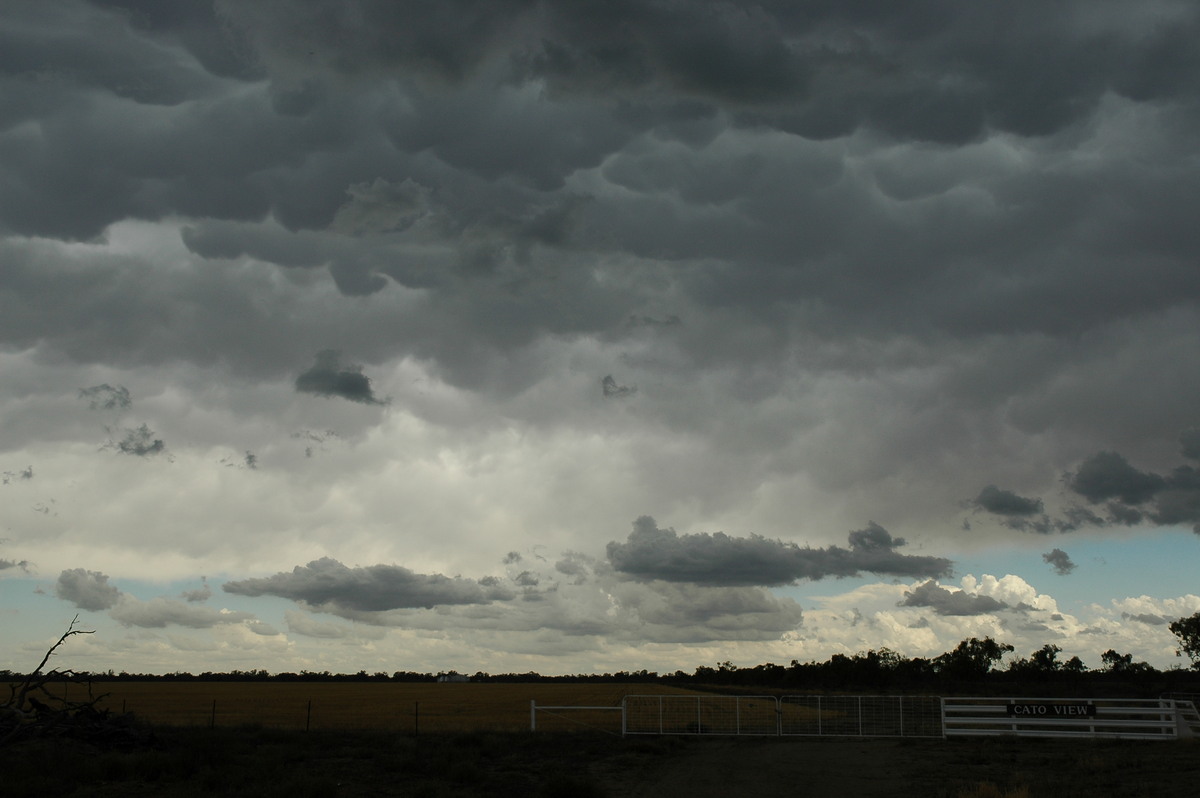 anvil thunderstorm_anvils : W of Walgett, NSW   8 December 2004