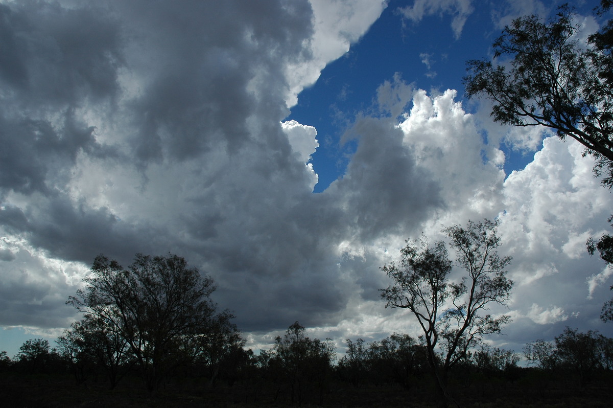 cumulus congestus : W of Walgett, NSW   8 December 2004