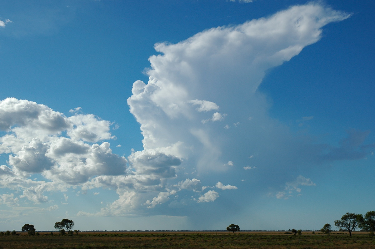 thunderstorm cumulonimbus_incus : Walgett, NSW   8 December 2004