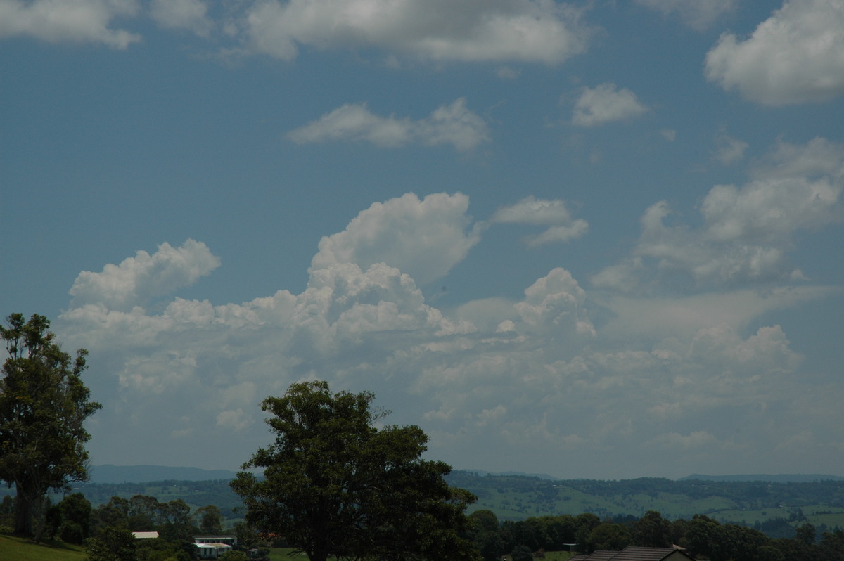 cumulus congestus : McLeans Ridges, NSW   23 December 2004